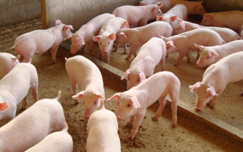 exportacao de carne suina crescimento surpreendente mesmo com queda nas