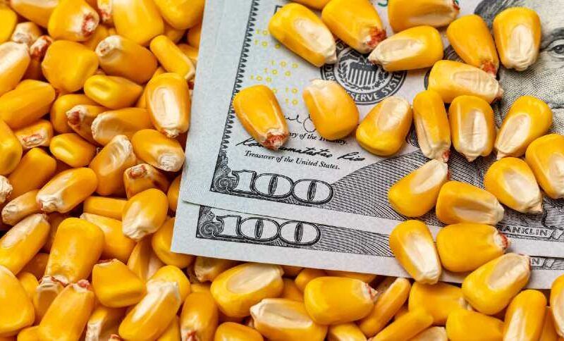 exportacao de milho do brasil cai no semestre e soja
