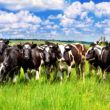 exportacao total de carne bovina e a segunda maior da