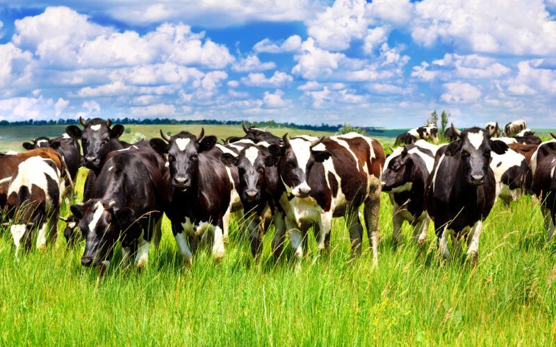 exportacao total de carne bovina e a segunda maior da