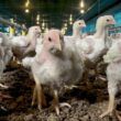 exportacoes avicolas suspensas brasil em alerta apos caso de doenca