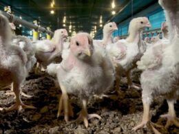 exportacoes avicolas suspensas brasil em alerta apos caso de doenca