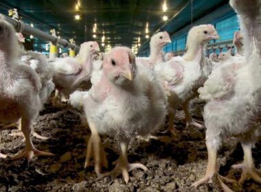 exportacoes avicolas suspensas brasil em alerta apos caso de doenca