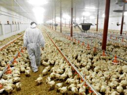 exportacoes de carne de frango aumentam 42 em maio