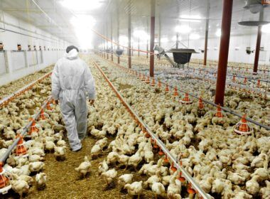 exportacoes de carne de frango aumentam 42 em maio