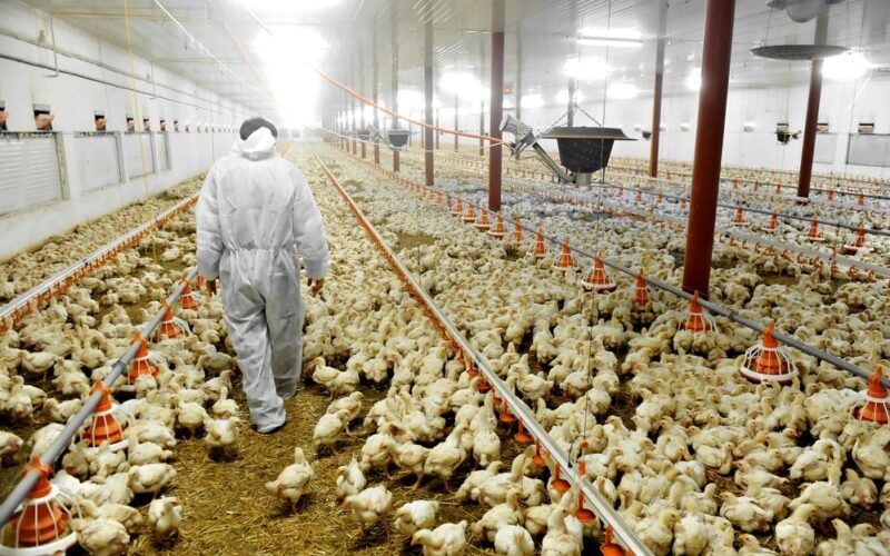 exportacoes de carne de frango aumentam 42 em maio
