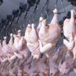 exportacoes de carne de frango continuam a crescer 65 em