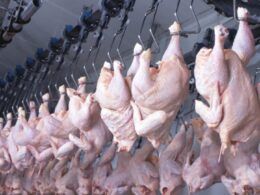 exportacoes de carne de frango continuam a crescer 65 em