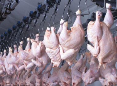 exportacoes de carne de frango continuam a crescer 65 em