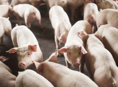 exportacoes de carne de santa catarina crescem no primeiro semestre