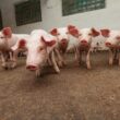 exportacoes de carne suina disparam 151 em novembro oportunidade de