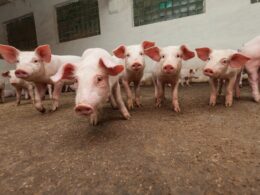 Exportações de Carne Suína Disparam 15,1% em Novembro: Oportunidade de Ouro para o Mercado! 22 exportacoes de carne suina disparam 151 em novembro oportunidade de