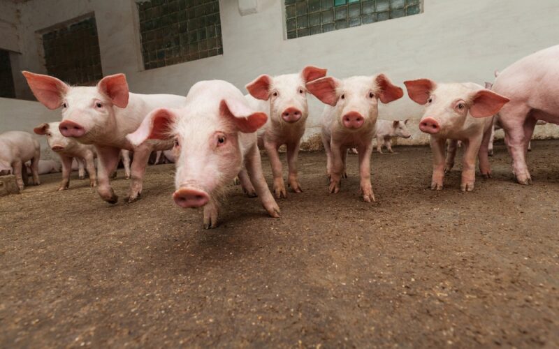 exportacoes de carne suina disparam 151 em novembro oportunidade de