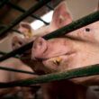 exportacoes de carne suina dos eua batem recorde o maior