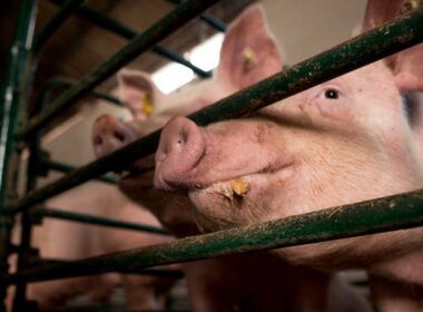 exportacoes de carne suina dos eua batem recorde o maior