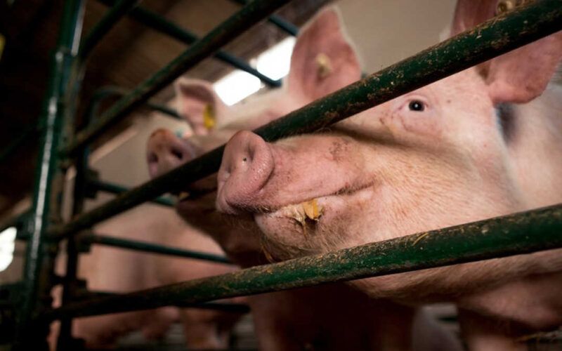 exportacoes de carne suina dos eua batem recorde o maior