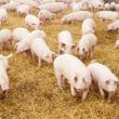 exportacoes de carne suina registram aumento de 176 ate o