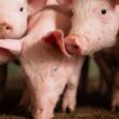 exportacoes de carne suina superam maio mas caem em relacao