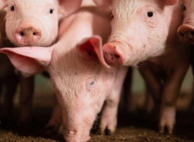 exportacoes de carne suina superam maio mas caem em relacao