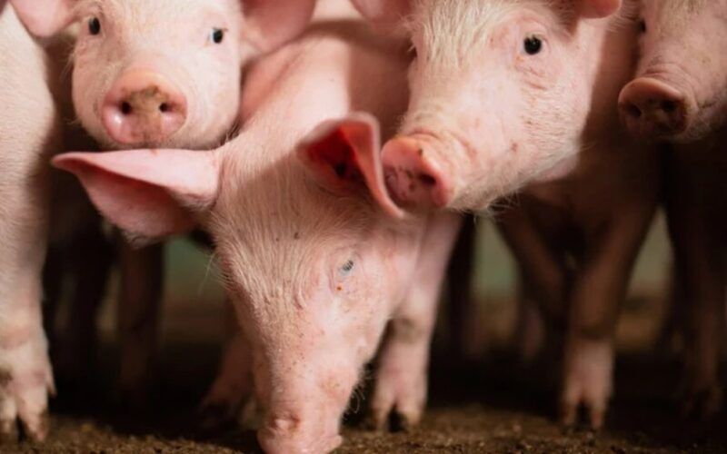 exportacoes de carne suina superam maio mas caem em relacao