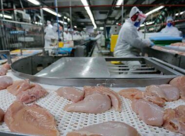 exportacoes de frango ainda abaixo veja os motivos por tras