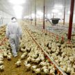 exportacoes de frango aumentam 105 em abril
