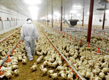 exportacoes de frango aumentam 105 em abril
