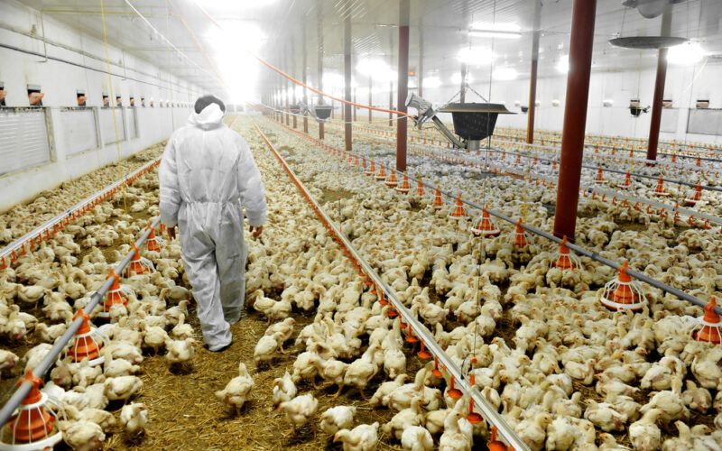 exportacoes de frango aumentam 105 em abril