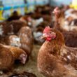exportacoes de frango totalizam 4181 mil toneladas em marco