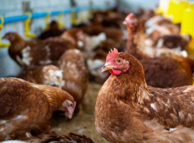 exportacoes de frango totalizam 4181 mil toneladas em marco