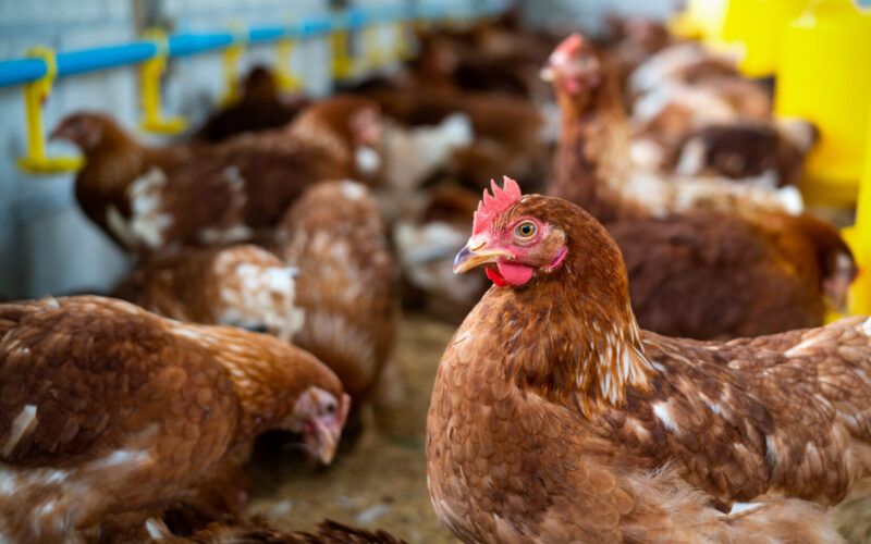exportacoes de frango totalizam 4181 mil toneladas em marco