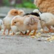 exportacoes de genetica avicola aumentarao 57 em 2024