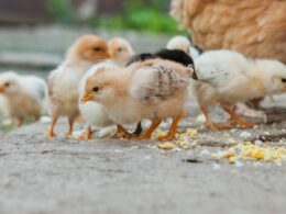 exportacoes de genetica avicola aumentarao 57 em 2024