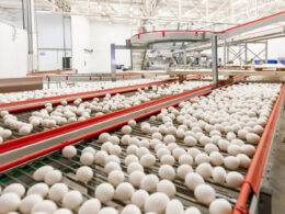Exportações de ovos chegam a 305% acima de 2024, revelando oportunidades para o mercado brasileiro. 17 Exportações de ovos chegam a 305% acima de 2024, revelando oportunidades para o mercado brasileiro.