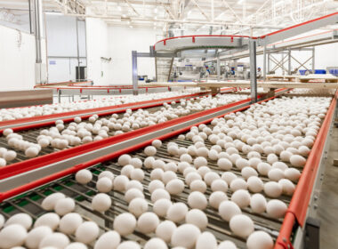 Exportações de ovos chegam a 305% acima de 2024, revelando oportunidades para o mercado brasileiro.