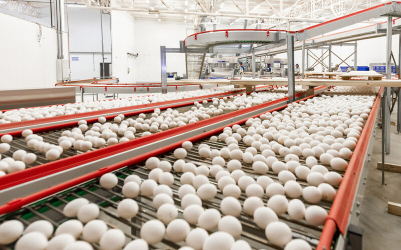 Exportações de ovos chegam a 305% acima de 2024, revelando oportunidades para o mercado brasileiro.