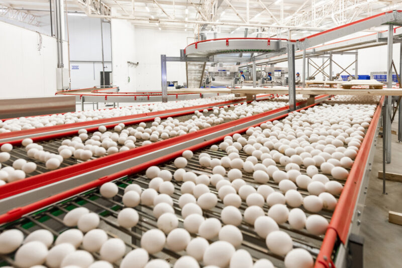 Exportações de ovos chegam a 305% acima de 2024, revelando oportunidades para o mercado brasileiro.
