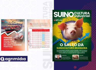Exportações recordes e margens positivas no 1º semestre elevam a rentabilidade da suinocultura industrial