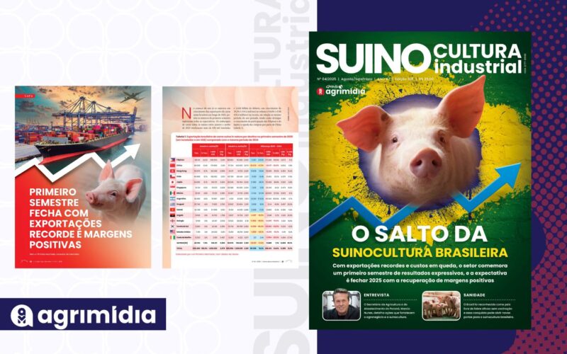 Exportações recordes e margens positivas no 1º semestre elevam a rentabilidade da suinocultura industrial