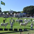 ExpoZebu 2023 conquista público com recorde de inscrições e 100% de ocupação, destacando a excelência da pecuária brasileira