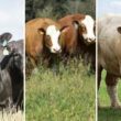 F1 Charolês e Simental prometem desempenho superior ao Angus na pecuária do Pará com pastagens mais produtivas.