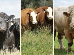 F1 Charolês e Simental prometem desempenho superior ao Angus na pecuária do Pará com pastagens mais produtivas.