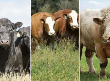 F1 Charolês e Simental prometem desempenho superior ao Angus na pecuária do Pará com pastagens mais produtivas.