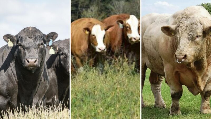 F1 Charolês e Simental prometem desempenho superior ao Angus na pecuária do Pará com pastagens mais produtivas.
