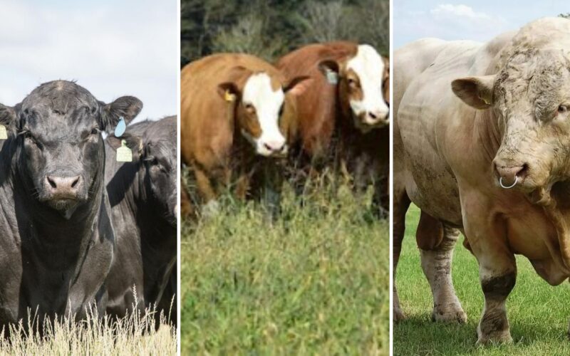 F1 Charolês e Simental prometem desempenho superior ao Angus na pecuária do Pará com pastagens mais produtivas.