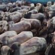 Fazenda Campanário apresenta garrotada Nelore de 22 arrobas com padrão de qualidade e rentabilidade garantida