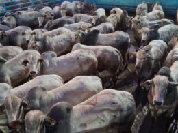 Fazenda Campanário apresenta garrotada Nelore de 22 arrobas com padrão de qualidade e rentabilidade garantida