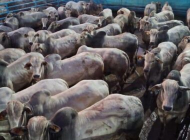 Fazenda Campanário apresenta garrotada Nelore de 22 arrobas com padrão de qualidade e rentabilidade garantida