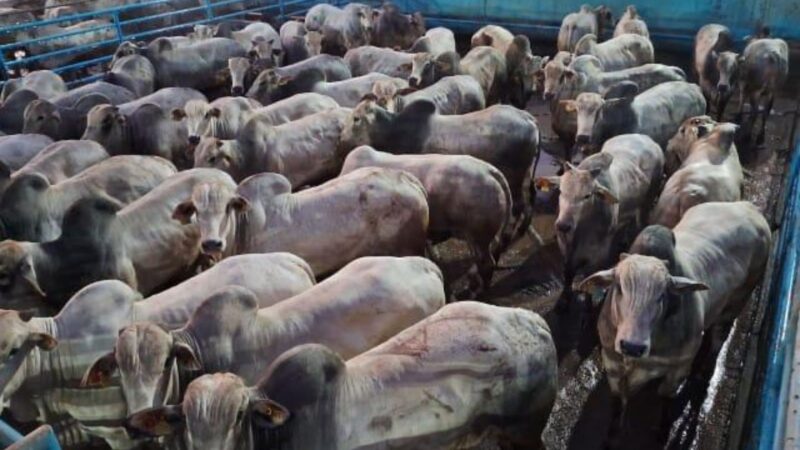 Fazenda Campanário apresenta garrotada Nelore de 22 arrobas com padrão de qualidade e rentabilidade garantida