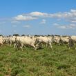 fazenda conforto us 5 milhoes em sustentabilidade com apoio de